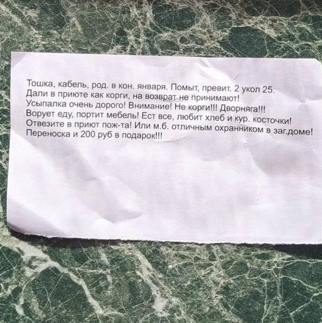 Хозяина бросили песика на заправке, так как он не угодил им своей породой. Бедняга не мог поверить, что его предали