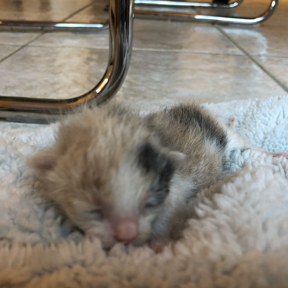 котенок рис 2