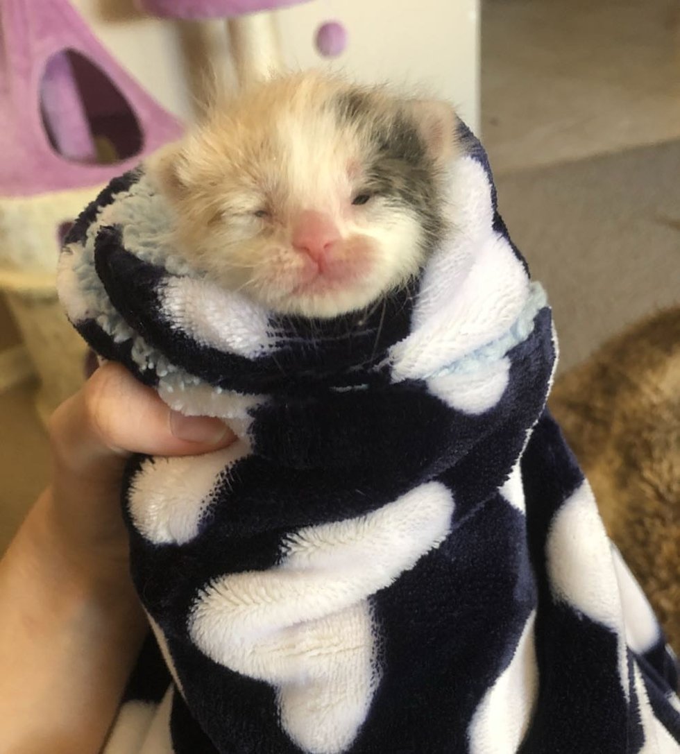 котенок рис 4