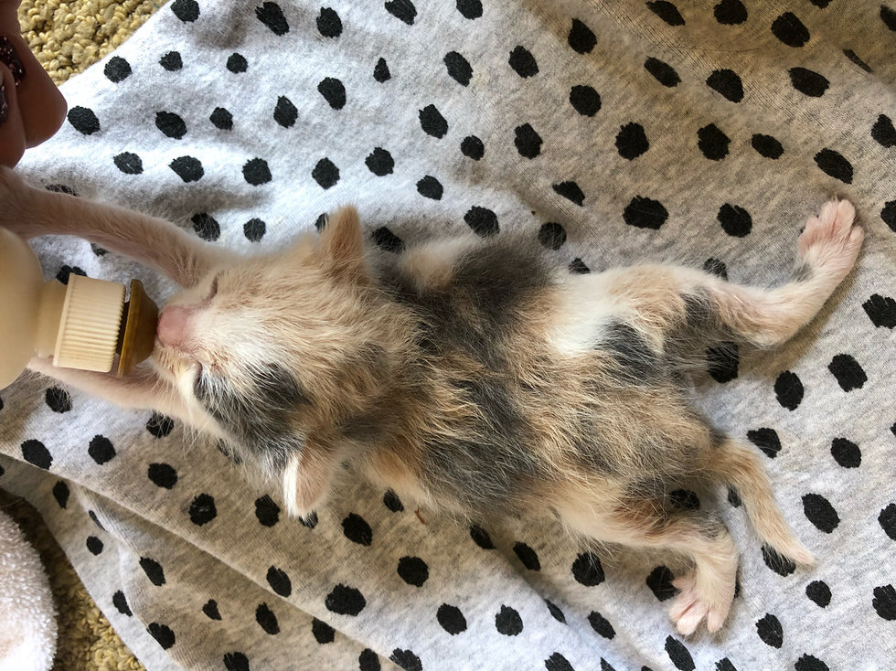 котенок рис 6