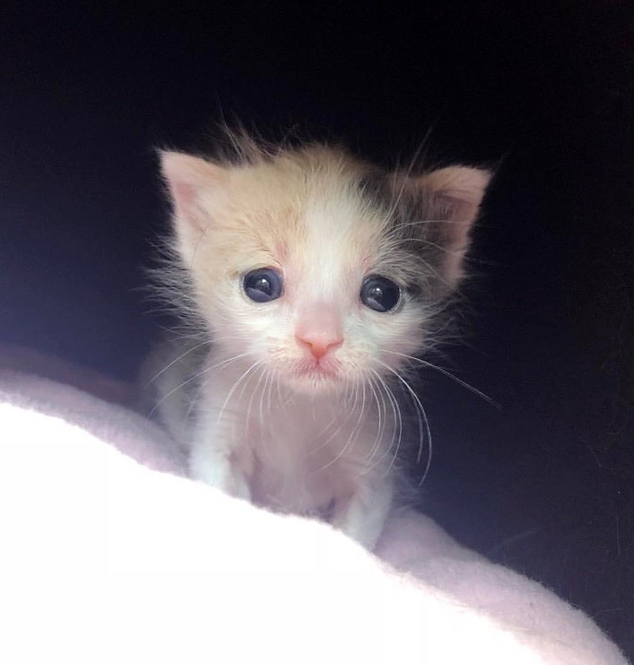 котенок