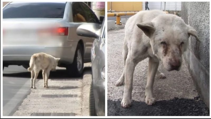 Dog spends two years searching the streets for owner who has passed away