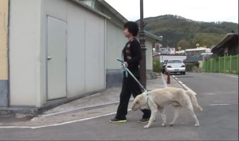 Собака два года ходит по улицам и ищет хозяйку, которой уже нет