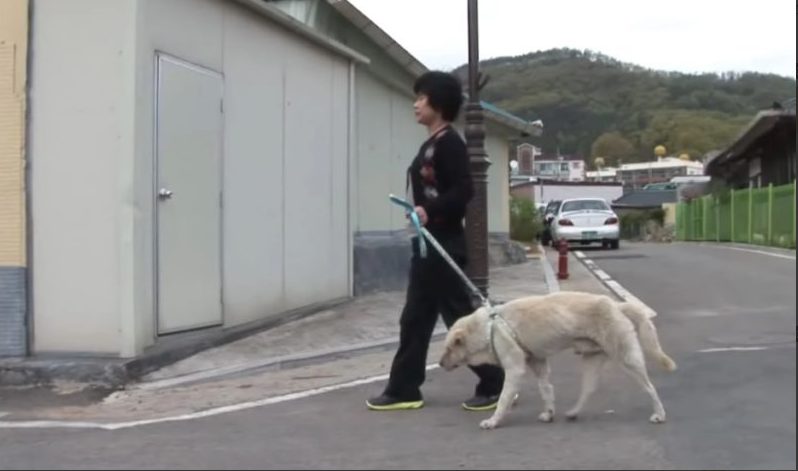 Dog spends two years searching the streets for the owner who has passed away