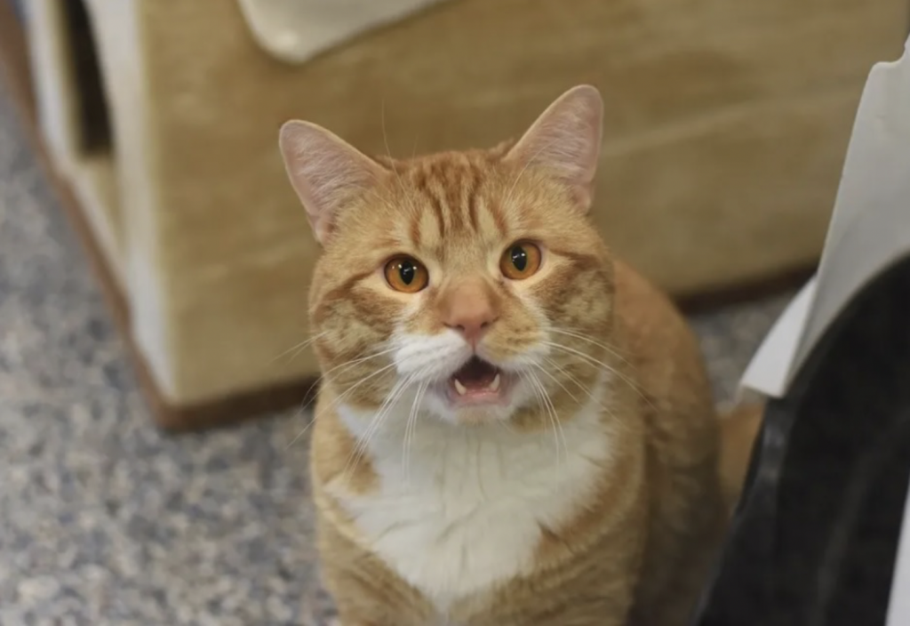 Кот машет лапкой посетителям приюта. Он очень хочет найти любящего хозяина