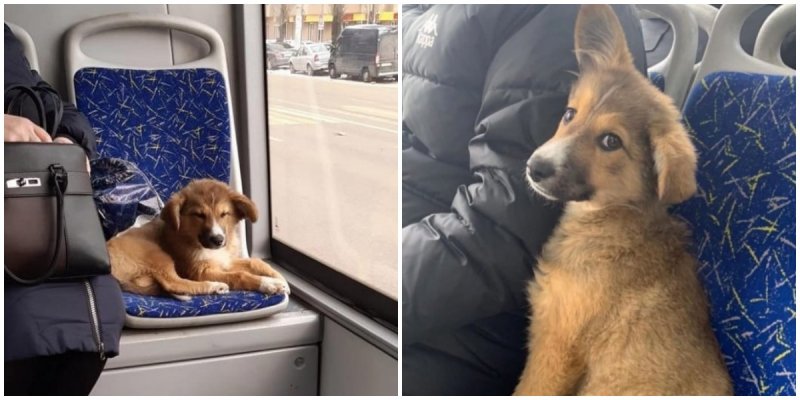 В Воронеже щенок катался на автобусах, пока его искали по всему городу