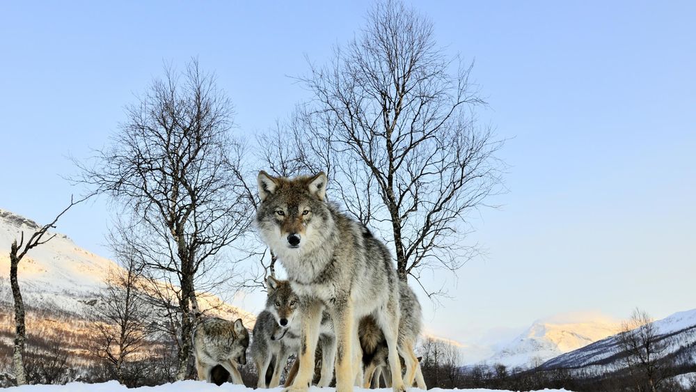 Обои Волчица защищает своих волчат на рабочий стол, страница