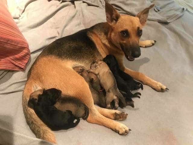 собака со щенками