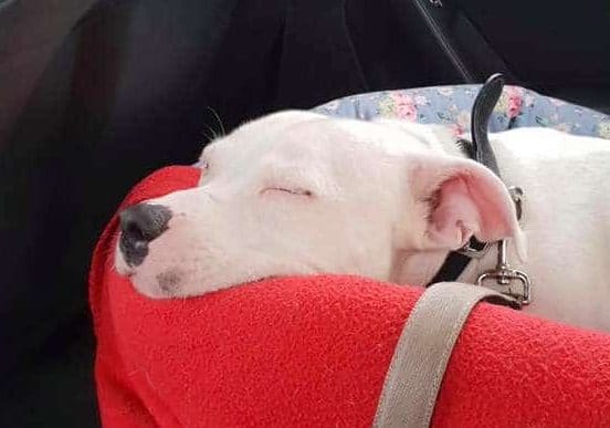 пес спит в машине