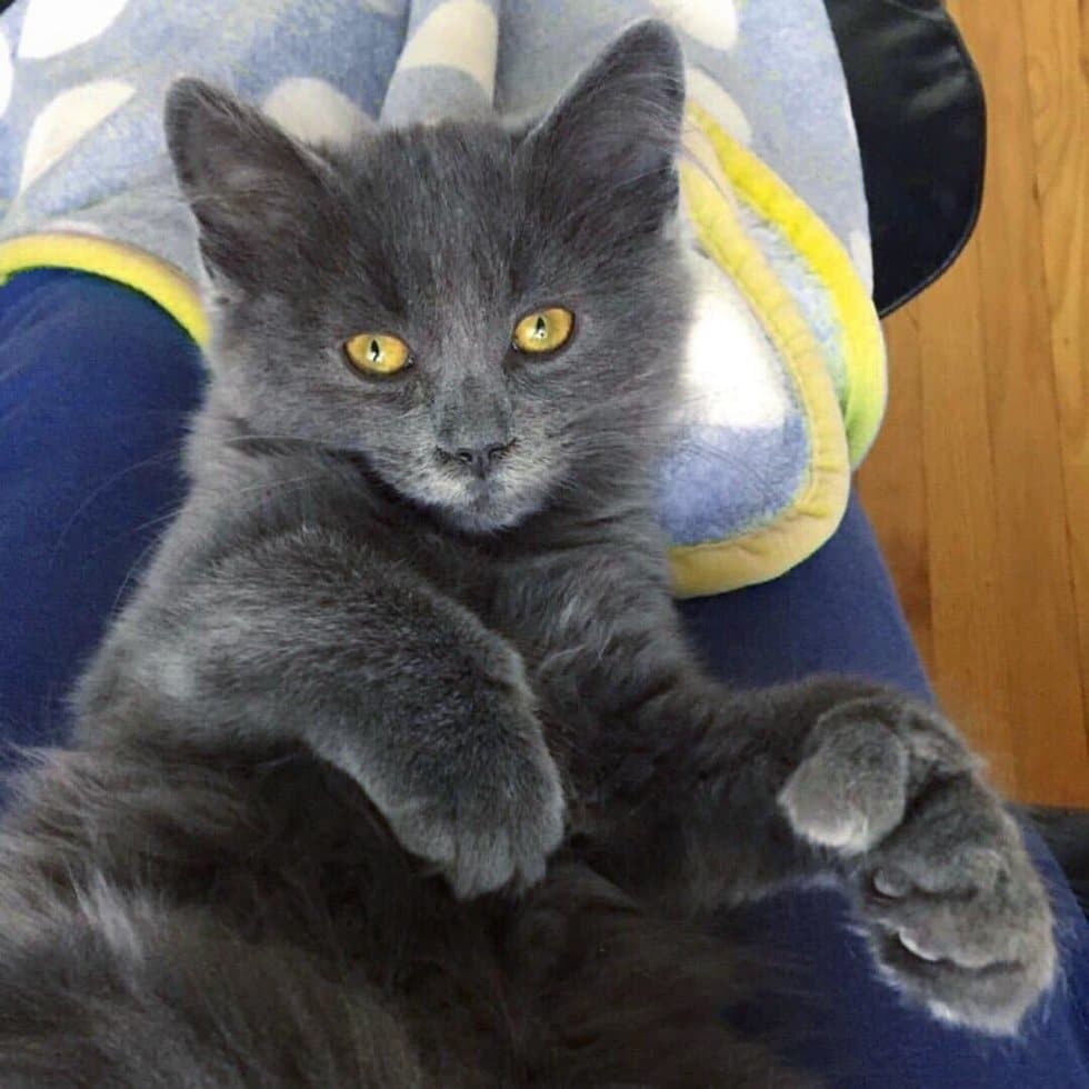 серый кот рис 3
