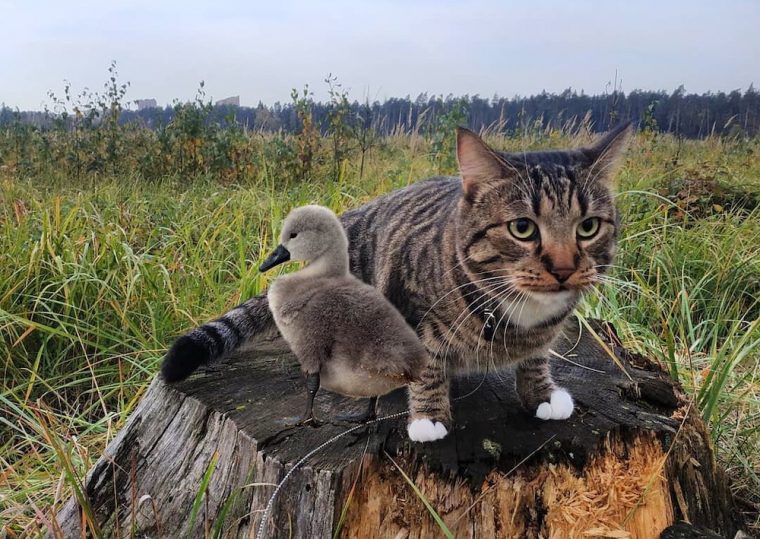 Деревенский котяра нашел птенца лебедя и притащил к одиноким пенсионерам, которые и выходили и спасли его