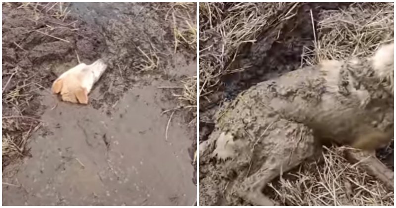 Собака увязла в грязи и жалобно выла