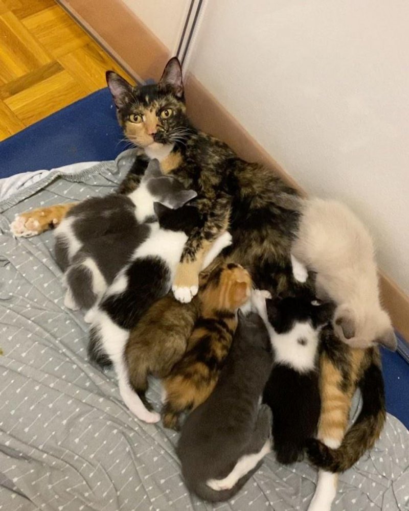 Беременная кошка с надеждой смотрела на прохожих 