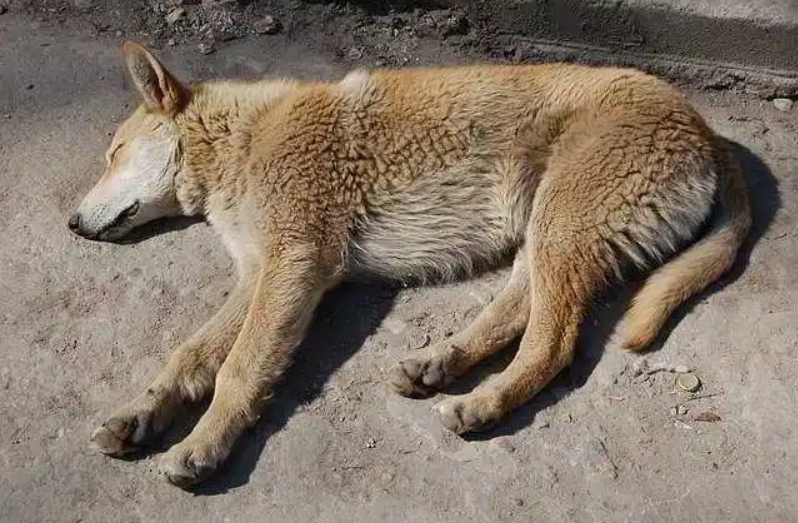 Страдания животных фото