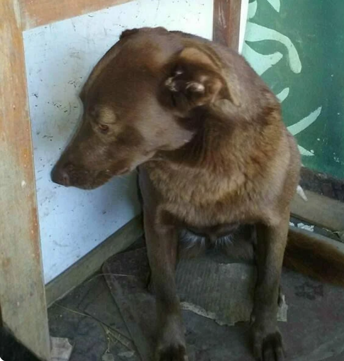 Фото плачущей собаки