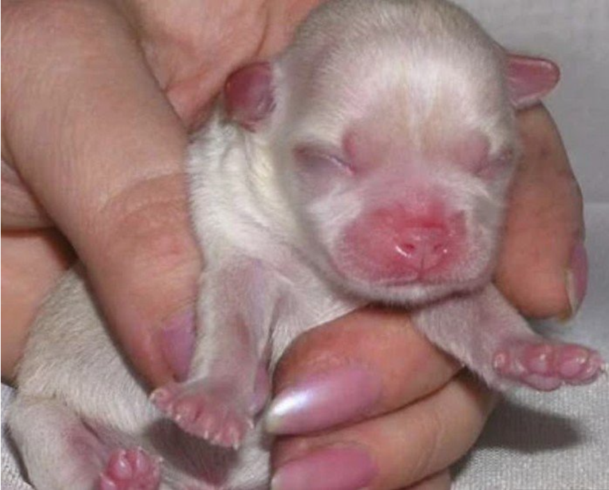 Щенки только родились. Новорожденный щенок чихуахуа. Новорожденные щенки чихуахуа. Новорожденные щенки чихуахуа мини. Щенки чихуахуа только родившиеся.