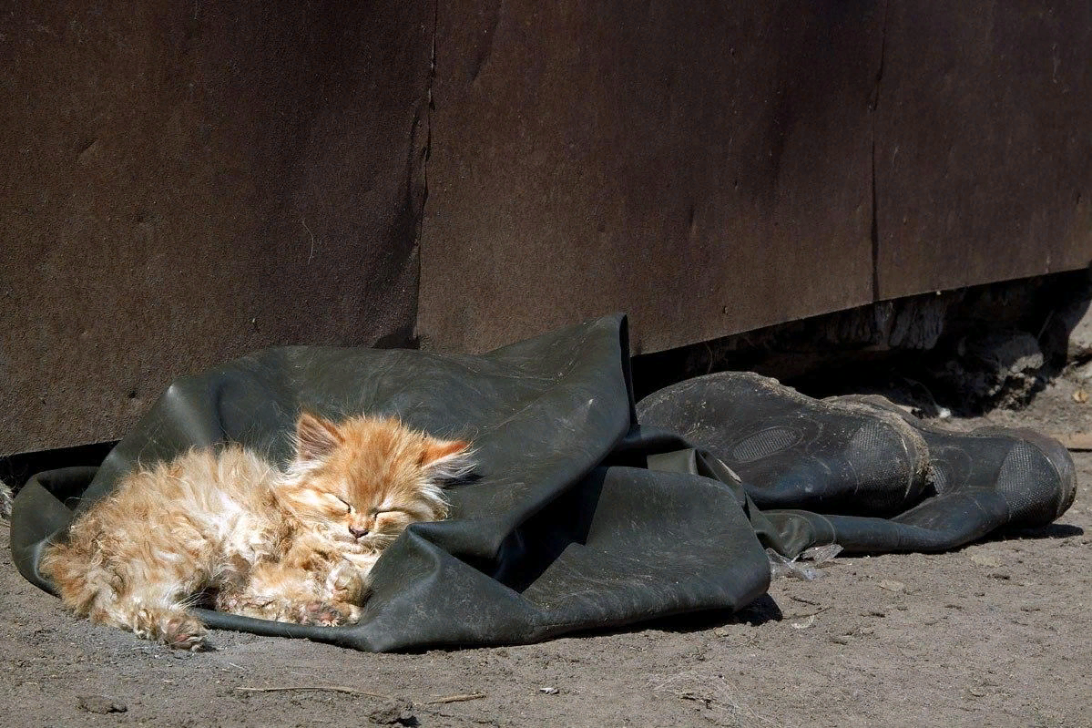 Спящий раненный. Бездомные кошки. Брошенный котенок. Бедный котик. Бедные бездомные котята.