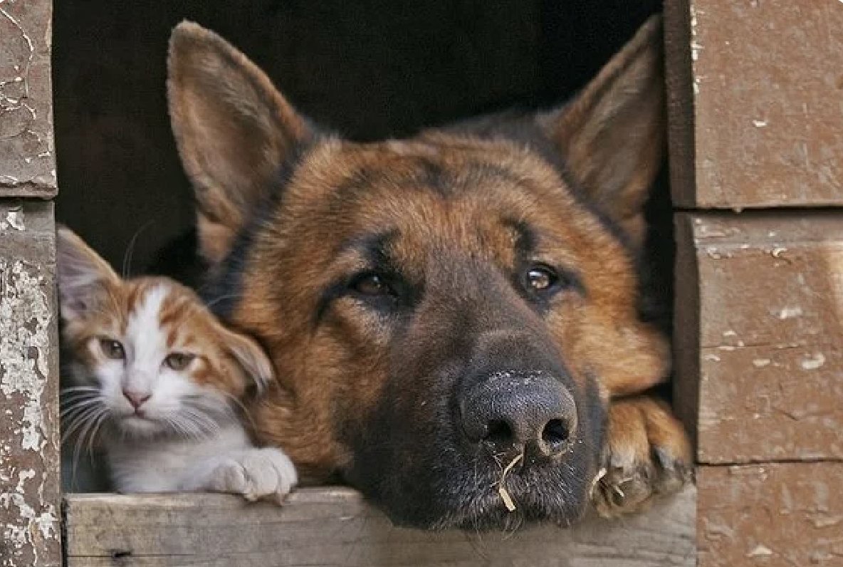 Собаки никому не нужны. Овчарка и кошка. Кот и пес. Будка для собаки и кошки. Бездомные собаки.