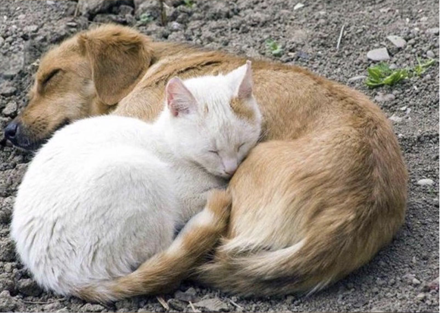 Картинки о собаках и кошках