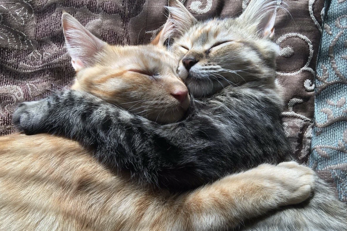 Киска друг. Влюбленные котики. Коты обнимаются. Котики обнимашки. Животные спят в обнимку.
