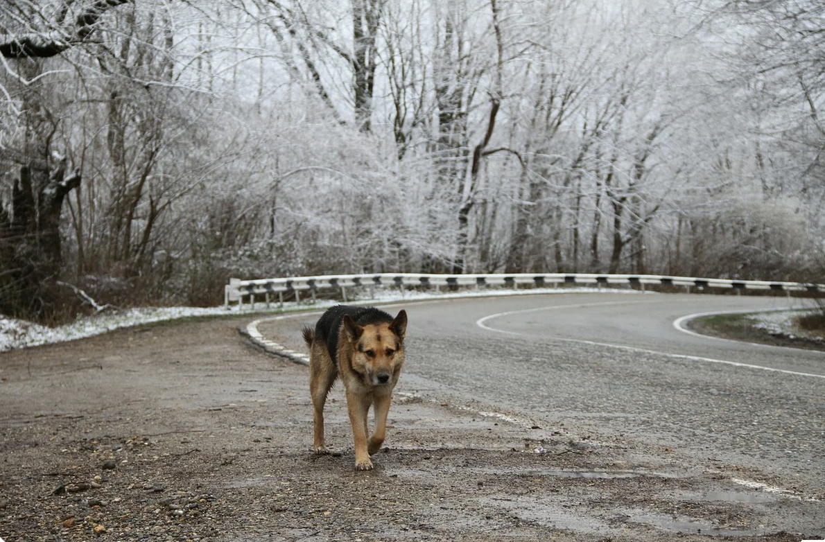 Картинка собака на дороге