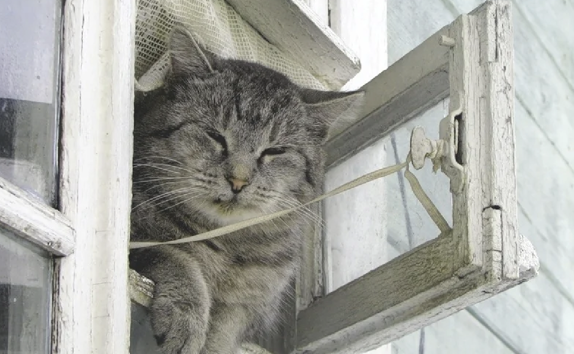Кот открывает окно. Форточка. Открыть форточку. Кот в форточке. Окно с форточкой.