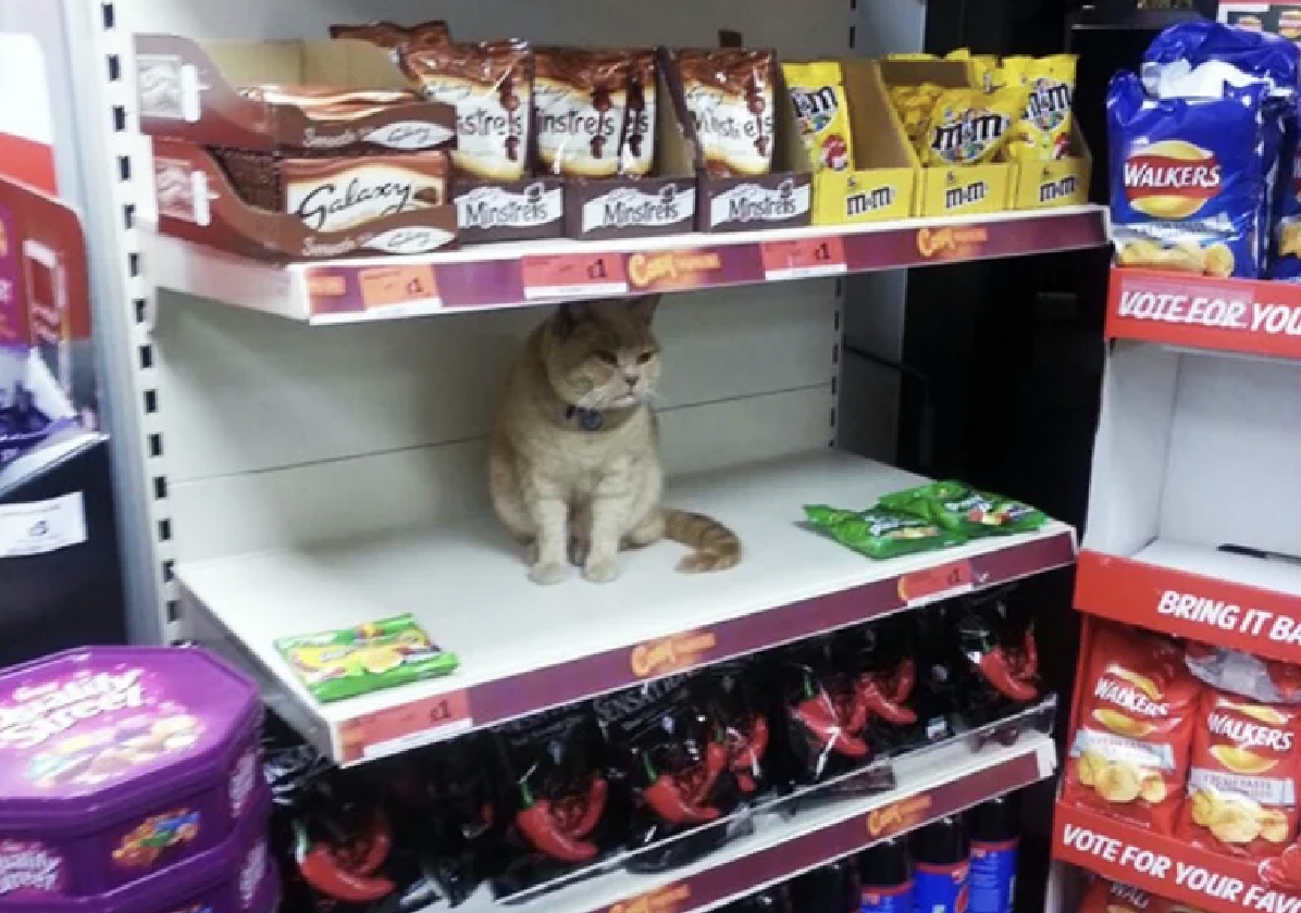 Cat store. Кот на прилавке. Кошка в магазине. Прилавок с кошачьим кормом. Кошка на прилавке.