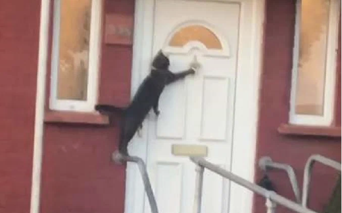 Почему стучат в окно. Кот стучится в дверь. Кот открывает дверь. Дверь для кота. Кот ломится в дверь.