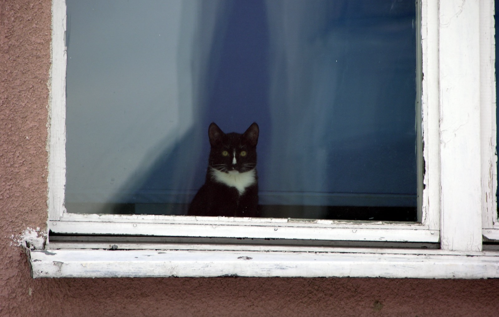 Грозит ему в окно. Кошка на окне. Кот из окна. Животные на окна. Кошка сидит на окне.