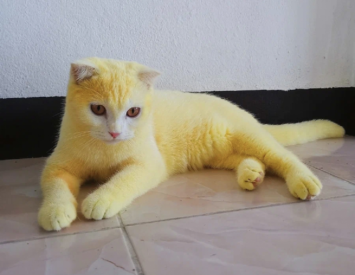 Желтый кот. Желтый котенок. Кошки желтого окраса. Кошка в куркуме. Кошечка желтая