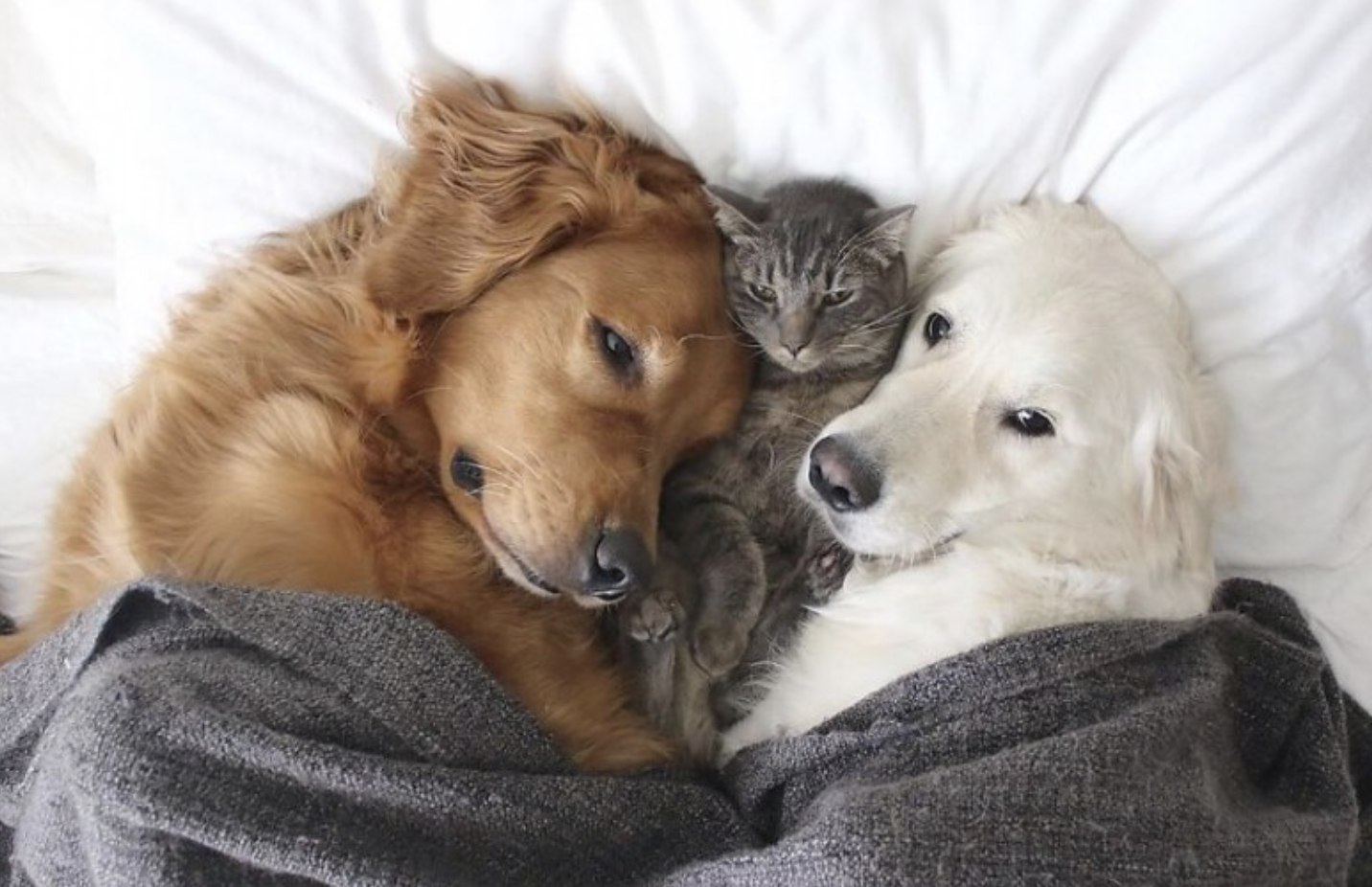 Best pet friends. Самоед и золотистый ретривер. Две собаки. Собака и кошка вместе. Собаки обнимаются.