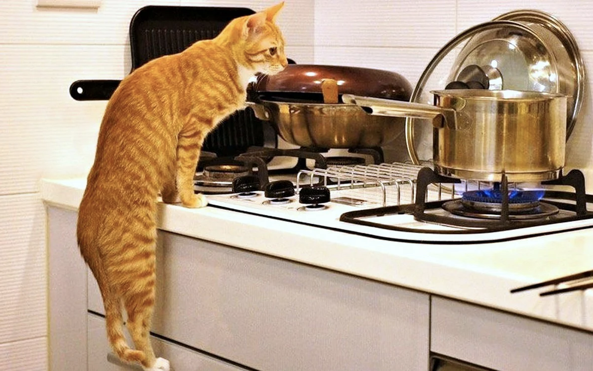 Do not take this cat home. Кошка на кухне. Котик на кухне. Смешные животные на кухне. Рыжий кот на кухне.