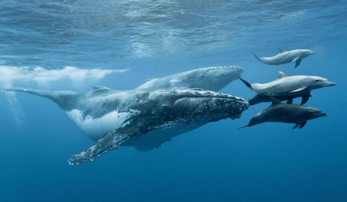 Кит живет в воде. 23 Июля Всемирный день китов и дельфинов. 23 Июля - Всемирный день китов и дельфинов (с 1986 г.). Стая китов. Киты и дельфины.