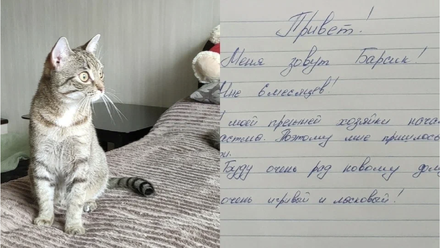 у нас будет котенок фанфик фото 13