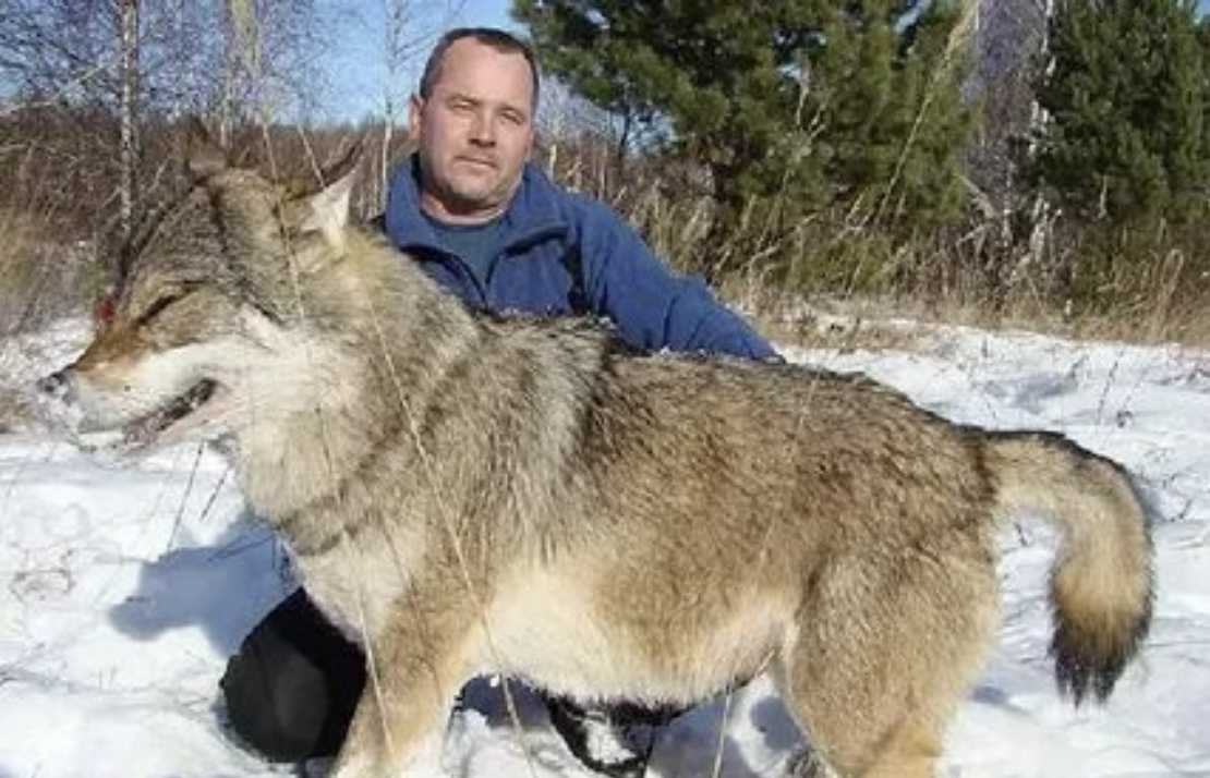 Самой большой волк в мире. Волк Сибирский вес рост.
