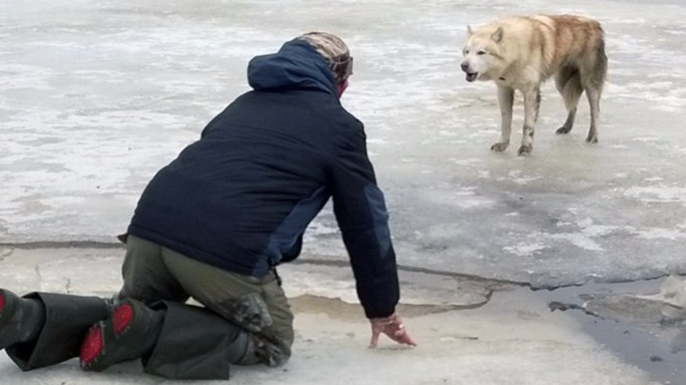 Мужчина спас собаку. Собака на льдине. Спасение собаки на льдине.