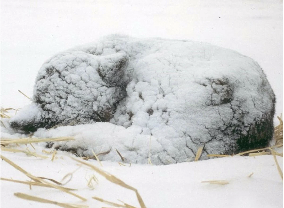 Человек умер зверь. Собака замерзла в снегу. Щенок замерзает в снегу. Замерзший щенок. Животные в снегу замерзают.