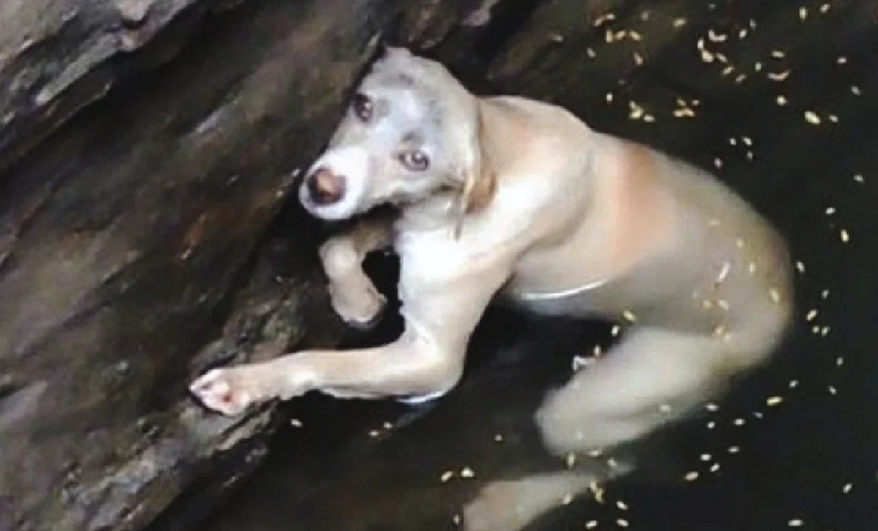 Видео до слез. Собака тонет.