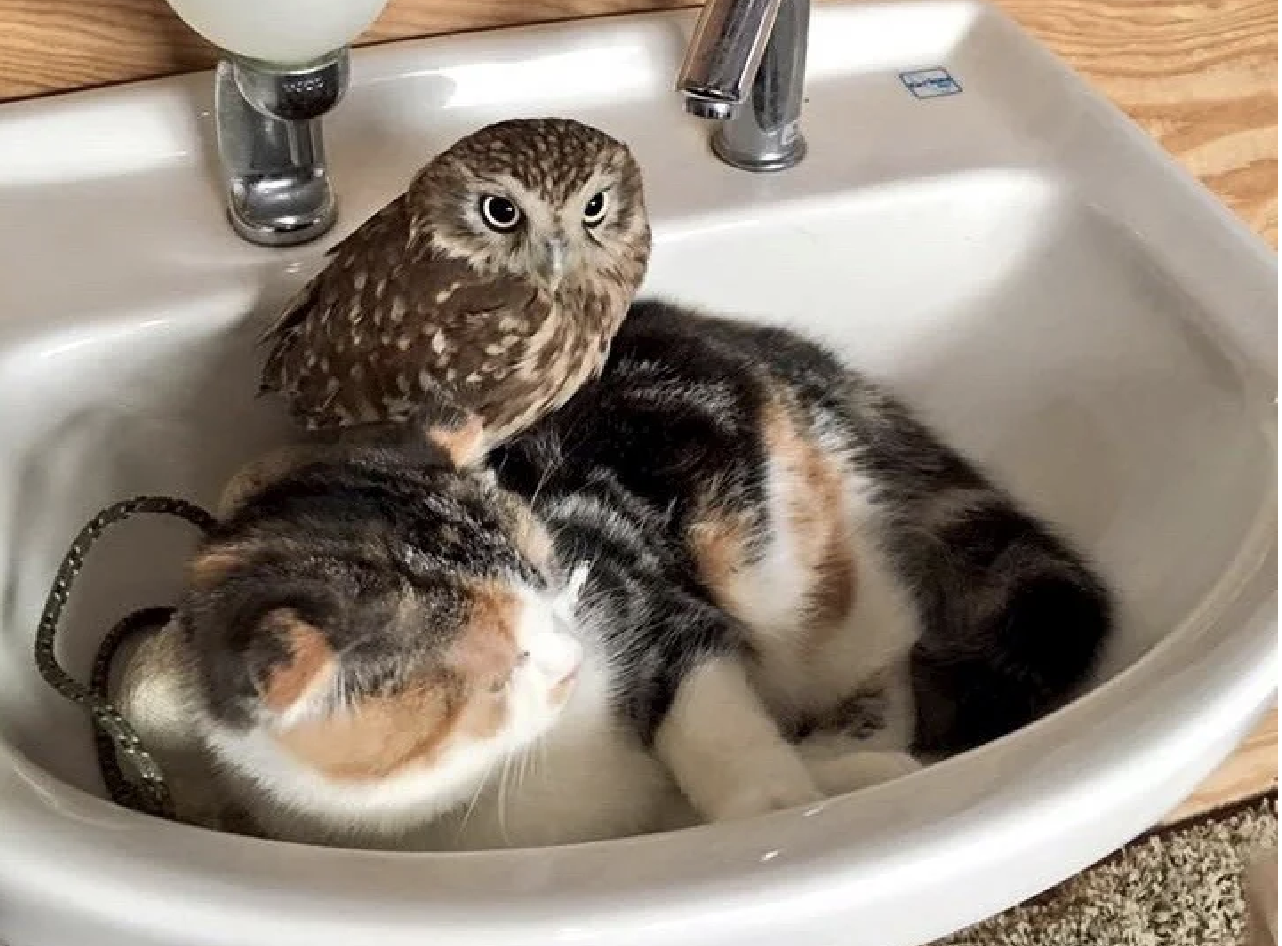 Котенок и совенок