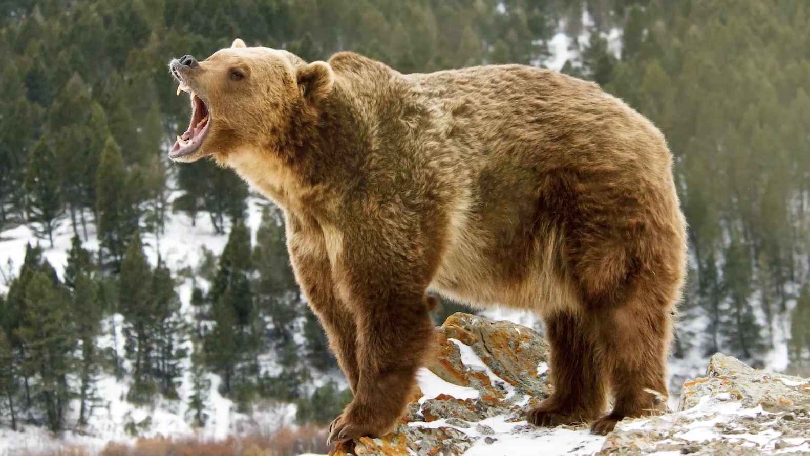 Медведь Гризли. Бурый медведь. Медведь рычит. Злой медведь.
